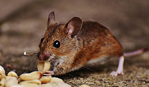 24 Hour & Emergency Exterminators in Upper Valley, NV